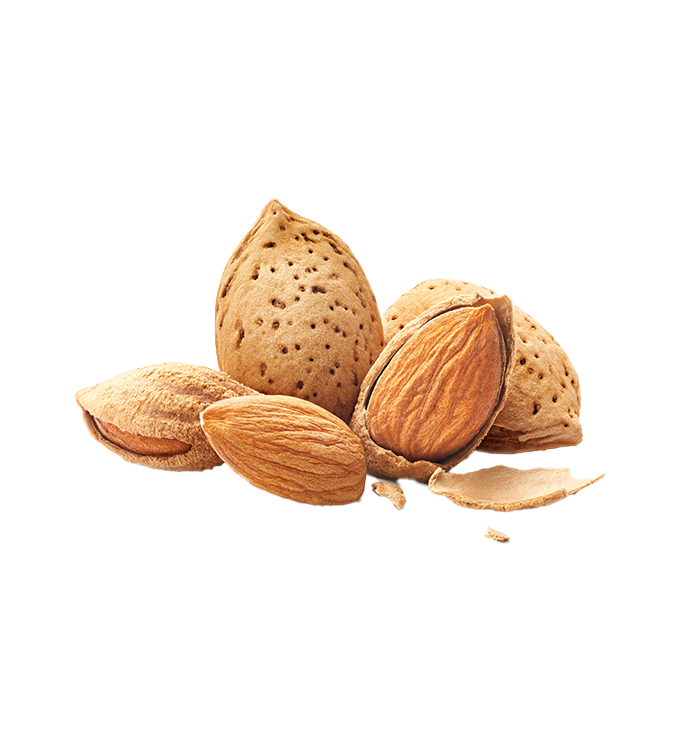 ROASTED ALMOND IN SHELL ELiT